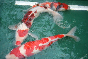 20071021 046-300.jpg